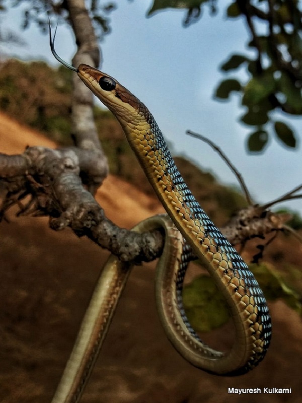 Bronze-backed Tree Snake